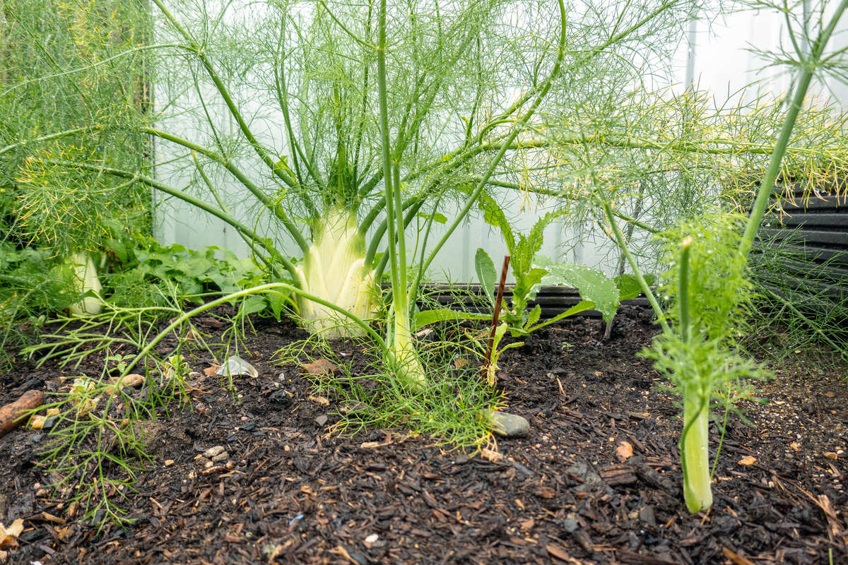 Community Garden